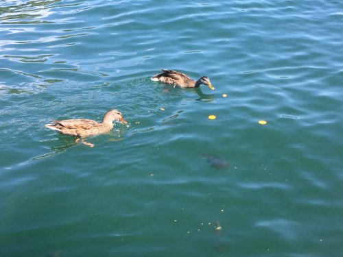 ducks